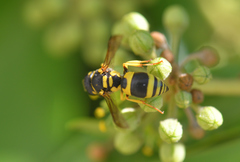 Ancistrocerus renimacula