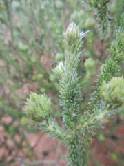 Aspalathus cephalotes violacea