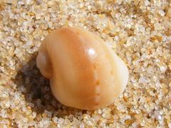 Naticarius alapapilionis