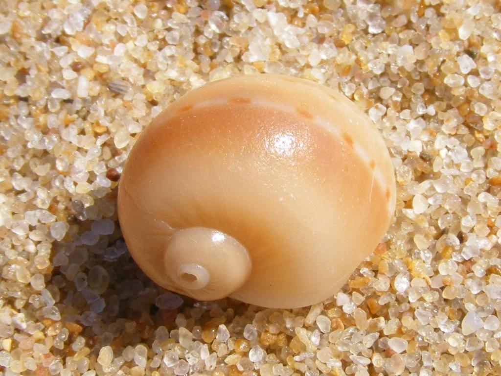 Butterfly-Wing Sand Shell