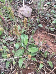Plantago virginica