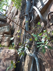 Ficus natalensis