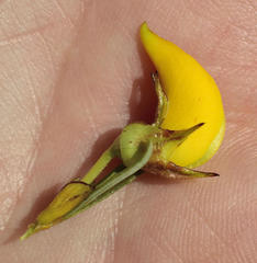 Cyclopia pubescens