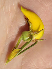 Cyclopia pubescens