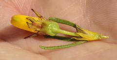 Cyclopia pubescens