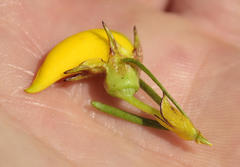 Cyclopia pubescens
