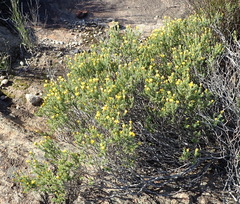 Oedera sedifolia