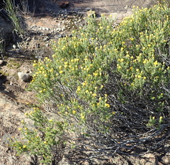 Oedera sedifolia