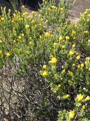 Oedera sedifolia