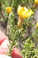 Oedera sedifolia