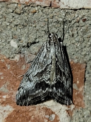 Evergestis simulatilis