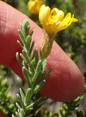 Oedera sedifolia