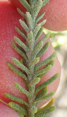 Oedera sedifolia