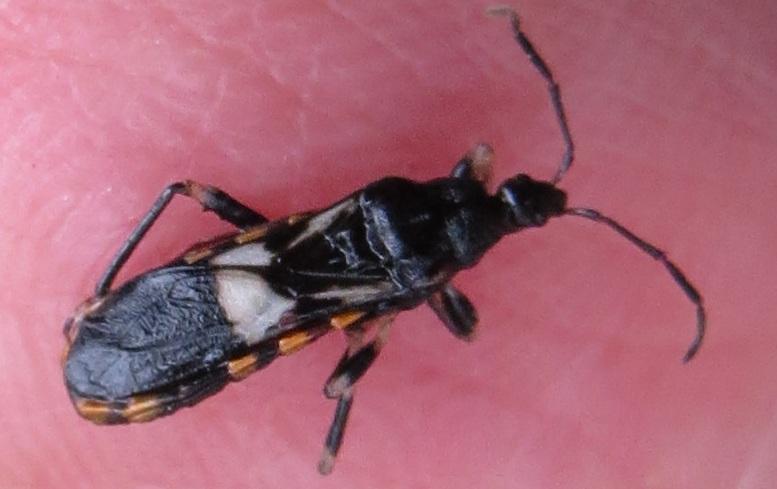 Hexamerocerus