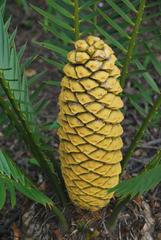 Encephalartos transvenosus