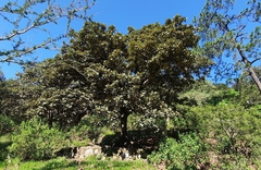 Quercus resinosa