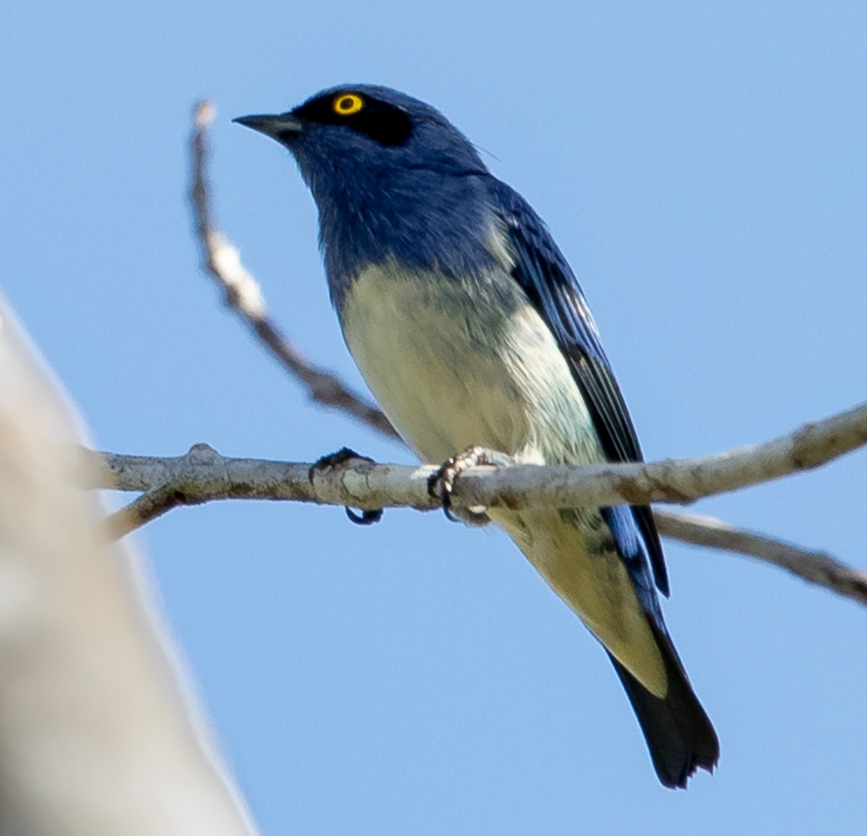 White-bellied Dacnis illustration