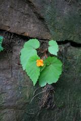 Begonia sutherlandii