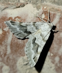 Macaria pallipennata