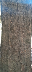Quercus resinosa