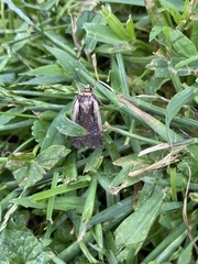 Ochropleura implecta
