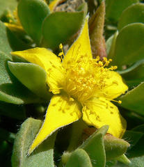 Aizoon rigidum