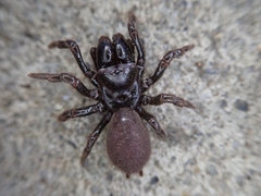 Atypus affinis