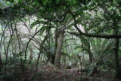 Encephalartos natalensis