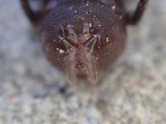 Atypus affinis