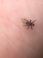 Lipoptena depressa