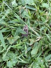 Ochropleura implecta