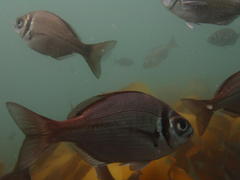 Boopsoidea inornata