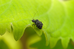 Charagochilus angusticollis