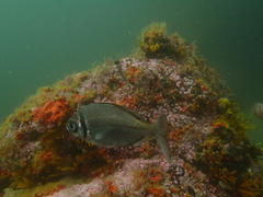 Boopsoidea inornata