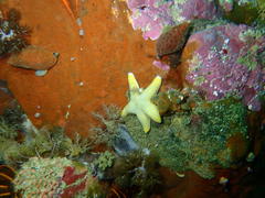 Callopatiria formosa