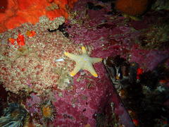 Callopatiria formosa