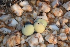 Conophytum calculus