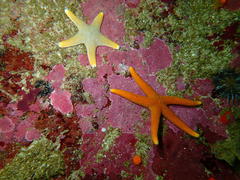 Callopatiria formosa