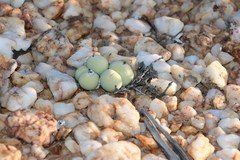Conophytum calculus