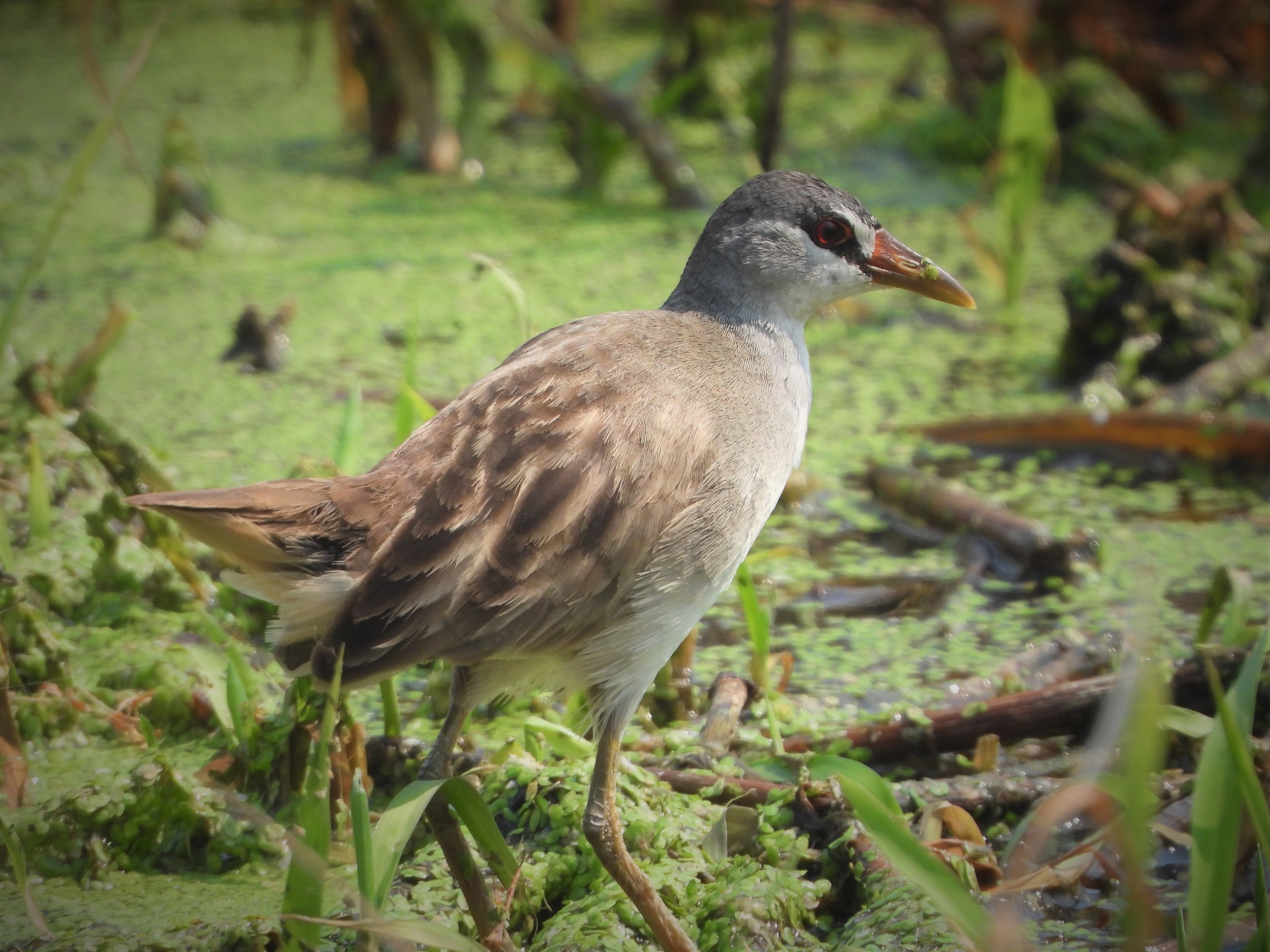 White-browed Crake