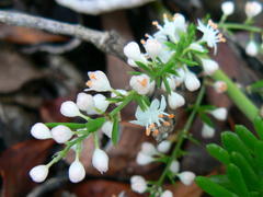 Asparagus densiflorus