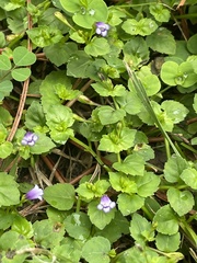 Torenia crustacea image