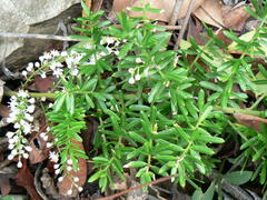 Asparagus densiflorus