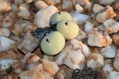 Conophytum calculus