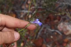 Lobelia linearis