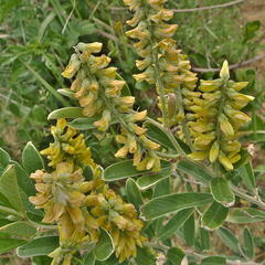 Eriosema psoraleoides