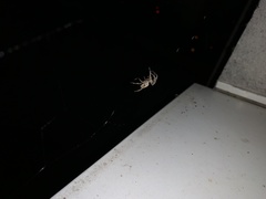 Larinioides sclopetarius