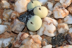 Conophytum calculus