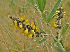 Eriosema psoraleoides