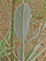 Eriosema psoraleoides